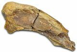 Fossil Dinosaur Bone Section - Wyoming #381170-1